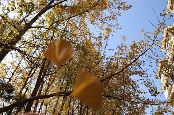 杭州朝晖公园银杏
