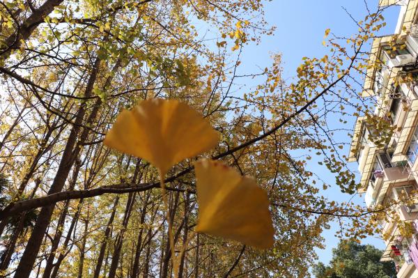 杭州朝晖公园银杏