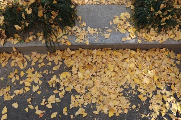 杭州朝晖公园银杏