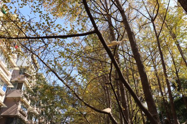 杭州朝晖公园银杏