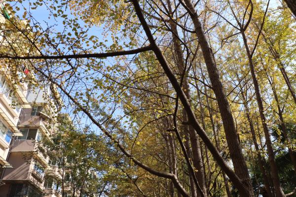 杭州朝晖公园银杏