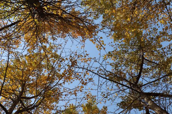 杭州朝晖公园银杏