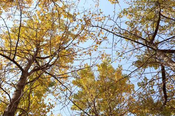 杭州朝晖公园银杏