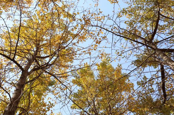 杭州朝晖公园银杏