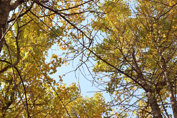 杭州朝晖公园银杏