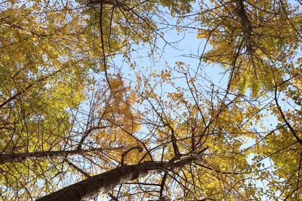 杭州朝晖公园银杏