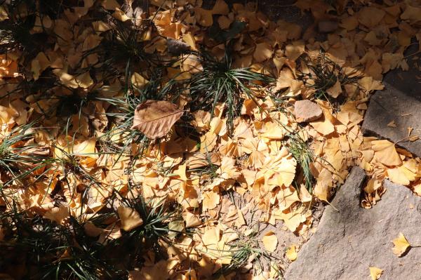 杭州朝晖公园银杏