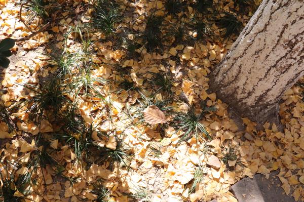 杭州朝晖公园银杏