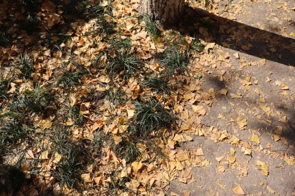 杭州朝晖公园银杏