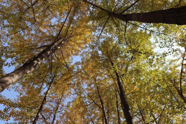 杭州朝晖公园银杏