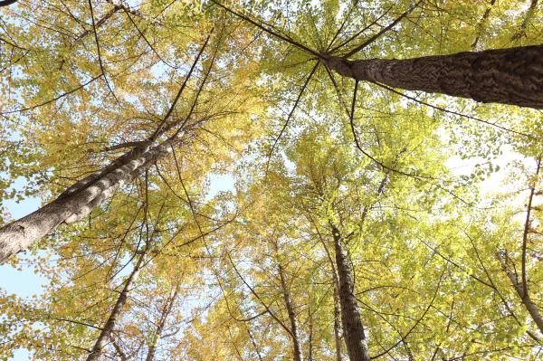 杭州朝晖公园银杏