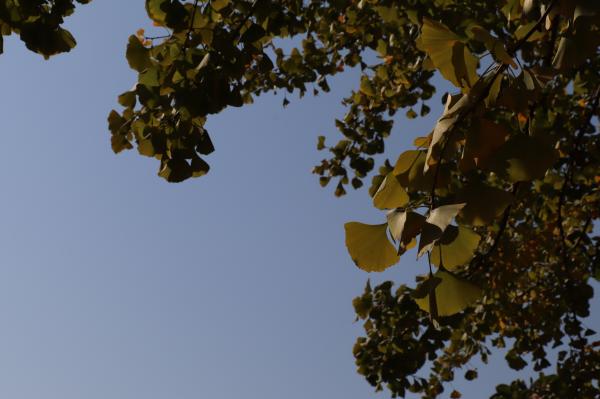 杭州朝晖公园银杏