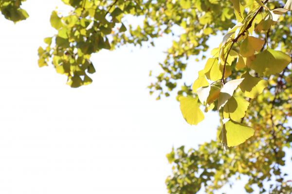 杭州朝晖公园银杏
