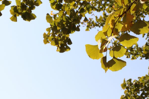 杭州朝晖公园银杏