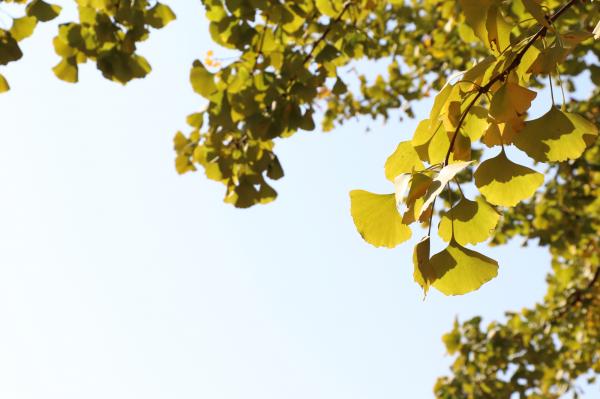 杭州朝晖公园银杏