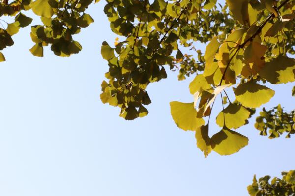 杭州朝晖公园银杏