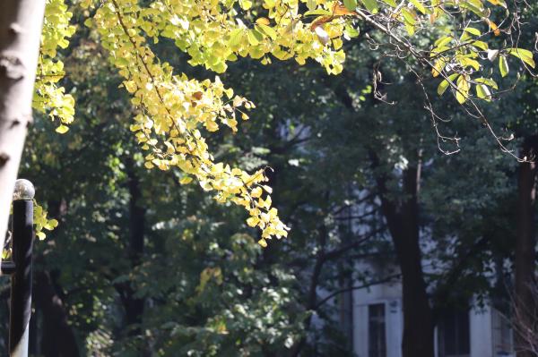 杭州朝晖公园银杏