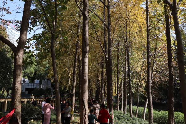 杭州朝晖公园银杏