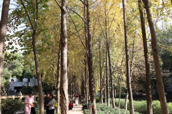 杭州朝晖公园银杏