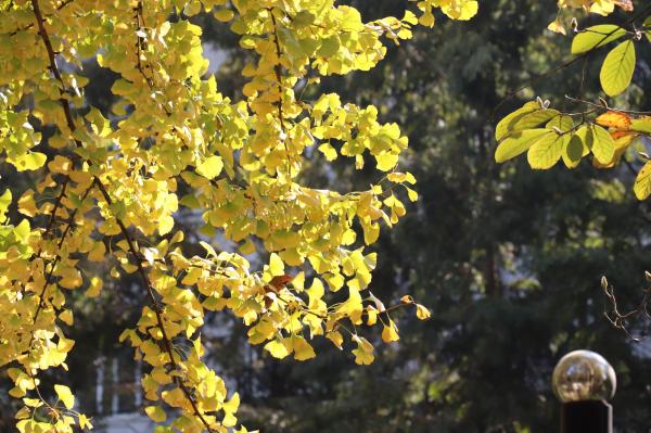 杭州朝晖公园银杏