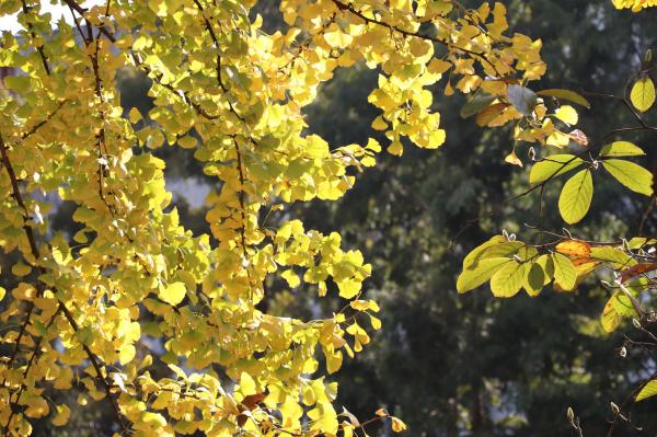 杭州朝晖公园银杏