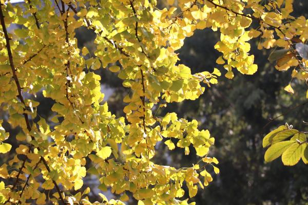 杭州朝晖公园银杏