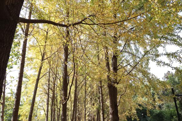 杭州朝晖公园银杏