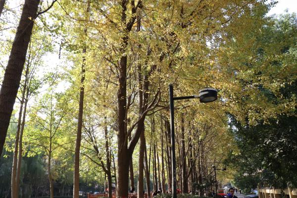 杭州朝晖公园银杏