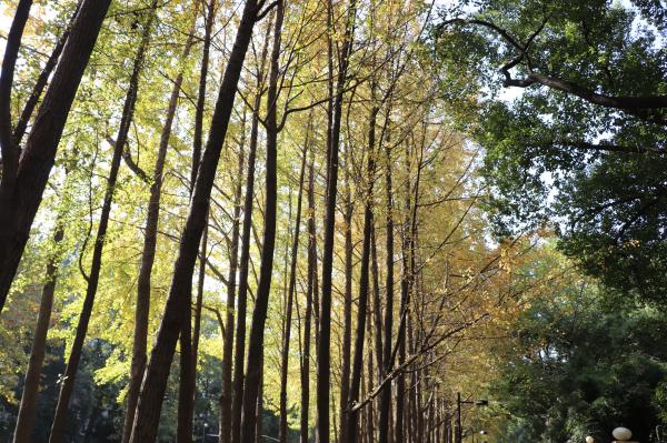 杭州朝晖公园银杏