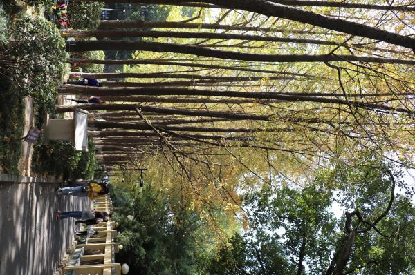 杭州朝晖公园银杏