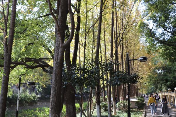 杭州朝晖公园银杏