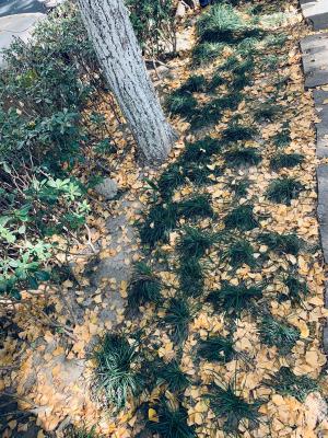 杭州朝晖公园银杏