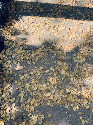 杭州朝晖公园银杏