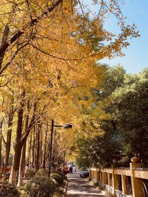 杭州朝晖公园银杏