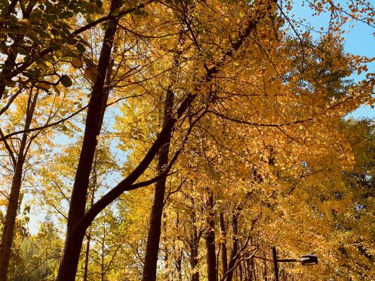 杭州朝晖公园银杏