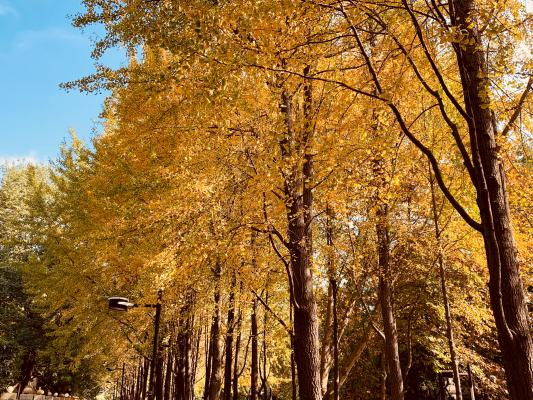 杭州朝晖公园银杏