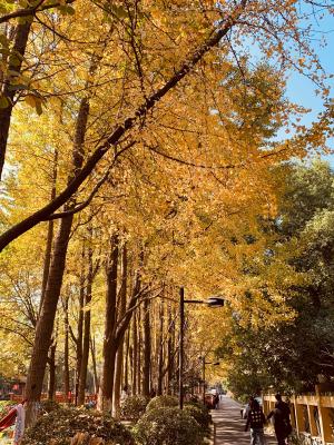 杭州朝晖公园银杏