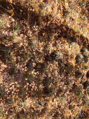 杭州朝晖公园银杏