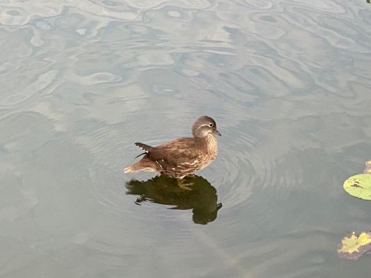 鸳鸯