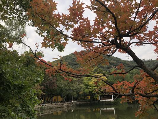 枫叶