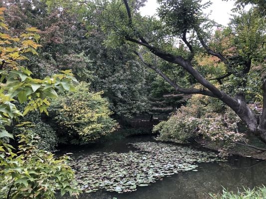 枫叶