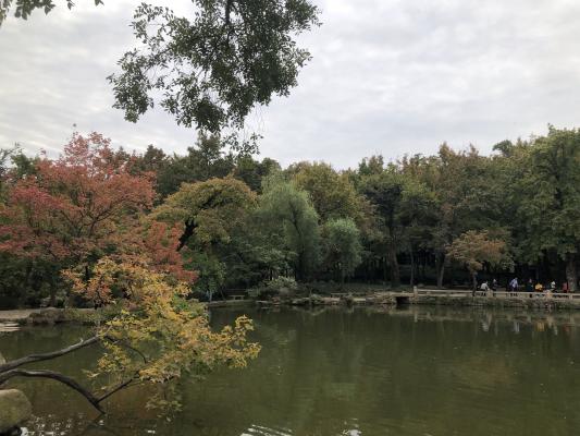 枫叶