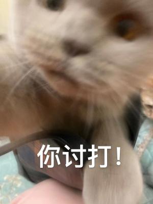 表情包