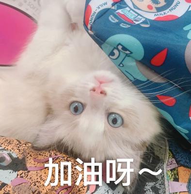 加油