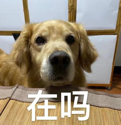 在吗