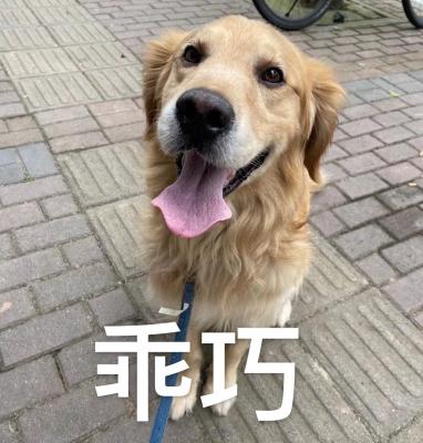 乖巧