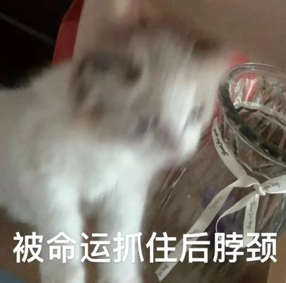 被命运捉住后脖