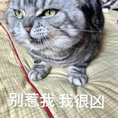 别惹我