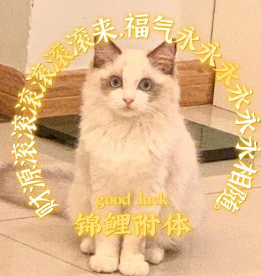锦鲤
