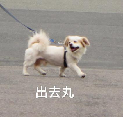 玩儿